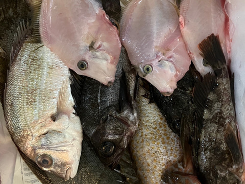小豆島の海の恵み。旬のお魚お任せ鮮魚ハーフセット（５～７匹）