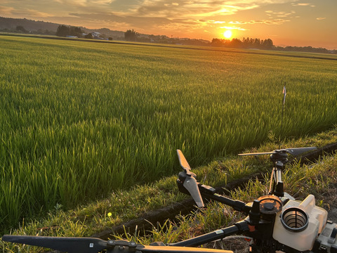 令和7何産　宮城県産　だて正夢　5キロ　白米　精米
