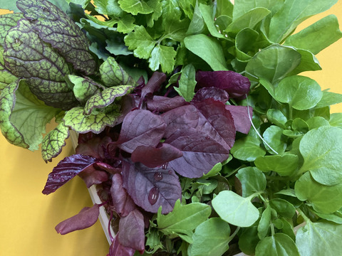 生でシャキッとそのままっ 5種類以上ミックスのベビーリーフ 500ｇ 香川県産の野菜 食べチョク 産地直送 産直 お取り寄せ通販 農家 漁師から旬の食材を直送