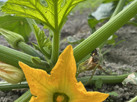 【自然栽培】旬の瑞々しいズッキーニ（4.5kg）