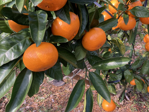【柑橘食べ比べ】糖度１３度以上　樹上完熟・濃厚　田口・石地（2L以上）　10kg