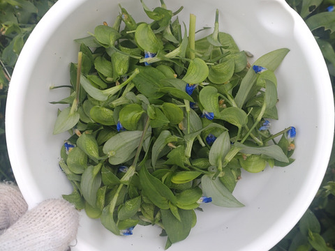 ツユクサ 露草 つゆ草🌿穂先の柔かな部分3cmほどを50本以上🌿アクもなくシャキシャキ食べれます👌☆自然栽培