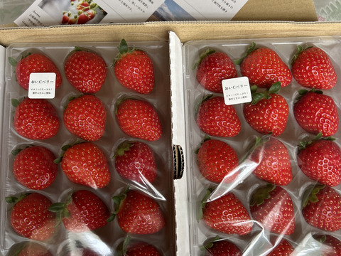 ビタミンCたっぷり！おいCベリー2P　お得なご家庭用！　230g×2p 【春ギフト】