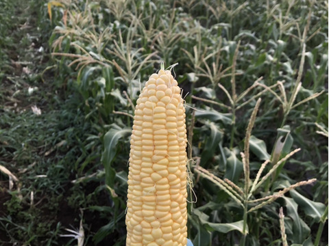 朝どりトウモロコシ10本　☆農業始めて以来、農薬や化学肥料を使っておりません☆