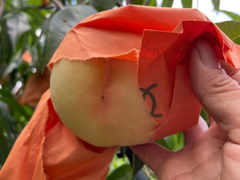 【2025年・岡山の白桃・おかやま夢白桃】希少品種！ギフトにも★とろける果肉とたっぷり果汁の白桃（1.5㎏箱）