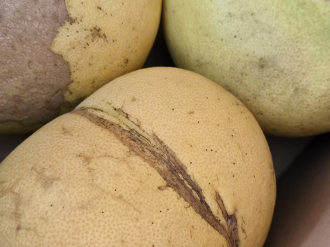 ★訳あり柑橘　完全自然栽培品　晩白柚　（文旦）　ザボン　7玉 5k～