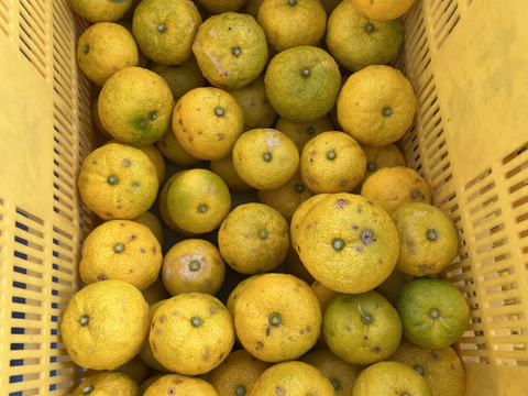 【季節限定】 訳あり家庭用　ゆず2正味㎏（20個〜23個）