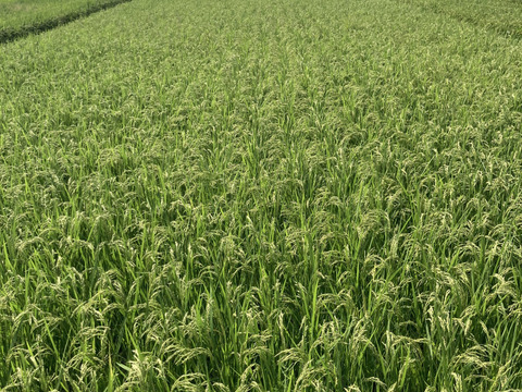 「栽培期間中 農薬 肥料不使用」ヒノヒカリ 玄米5kg