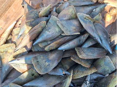 瀬戸のダイヤモンド💎タイラギ貝　(ご家庭用・300g・約10粒前後)