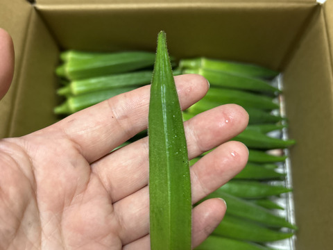 収穫当日出荷！穫れたて『オクラ』1kg