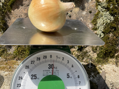 嬉しいお口コミにお答えして✨️玉ねぎネット付き【農薬不使用  玉ねぎ】3kg🧅兵庫県丹波産 米農家のこだわり有機肥料使用！化学肥料不使用 大きさいろいろ 薄皮がパラパラ落ちにくい