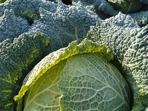 北海道産サボイキャベツ　希少国内産2玉