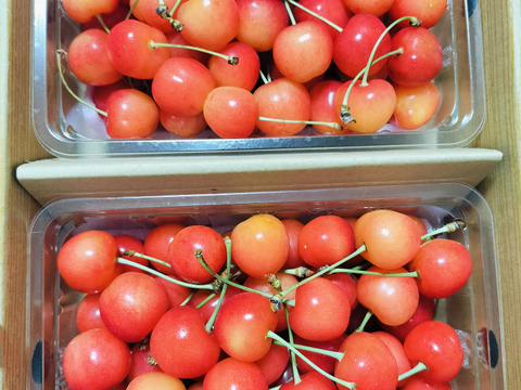 【さくらんぼ最高糖度賞受賞園地】佐藤錦　秀品1kg