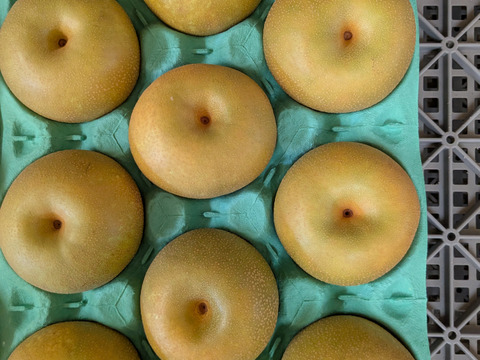 幸水呉羽梨9,10玉3ｋｇ