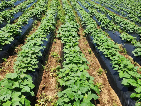 【訳あり品】べにはるか　5kg　さつまいも　貯蔵期間３カ月　熟成　規格外