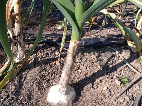 【お買い得☆旬の野菜セット（7〜10品目）☆６月☆】新鮮お野菜🌿７月の野菜セットはこちらです（URLリンク長押し）→https://www.tabechoku.com/products/241766