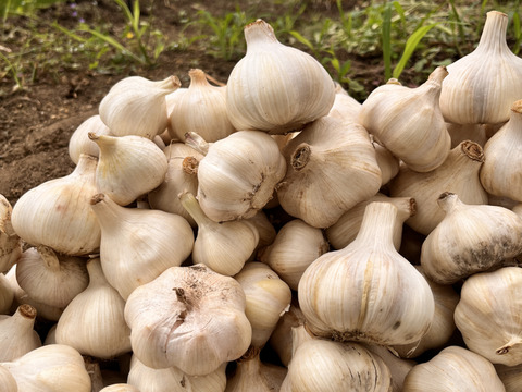 2025年産　ホワイトにんにく　バラ売り　500g