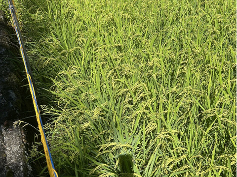 🌟残り僅か🌟令和7年新米❣高知産コシヒカリ🌾玄米30kg✨ 節減対象農薬🌾モチモチ美味しいギャル米💖