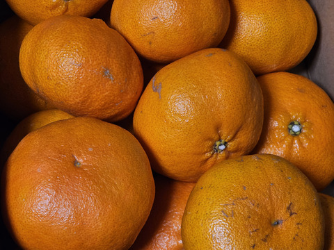 《ご家庭用》愛媛県限定品種『甘平』(5kg)