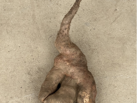 【数量限定】いちょう芋