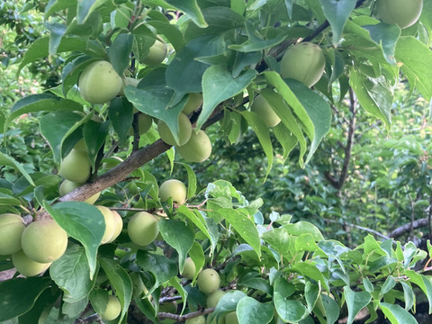 愛媛県　砥部町産　自家農園のふぞろいの小梅たち2kg（農薬・化学肥料・除草剤不使用　ご家庭用　梅干し用　梅シロップ用）（チルド配送）