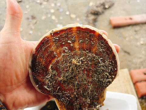 【数量限定】2kg〜
高水温を乗り越えた貴重な活ホタテ✨ 陸奥湾産 漁師直送・生食OK！