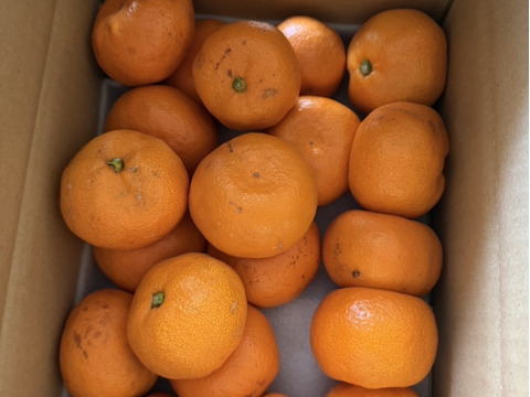 愛媛限定 甘平2kg ×3箱訳あり家庭用【希少品種】とろける甘さ！