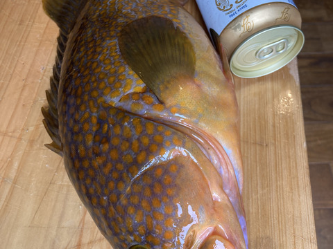 キジハタ(福アコウ) 0.9KG (プロ用)