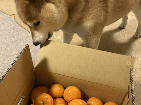 【コスパNo.1】EG農園のおいしい有田みかん 3キロ箱 和歌山県 有田 みかん 2S~3Lサイズ　家庭用キズあり