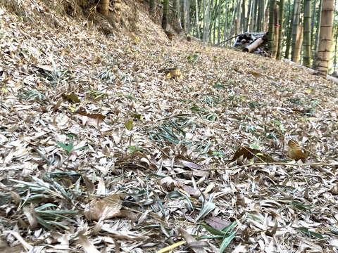 【朝堀り】自然栽培たけのこ２kg