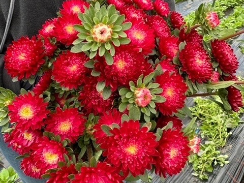 【旬のお花！】アスター10本　おまかせMiX（30〜50cm）