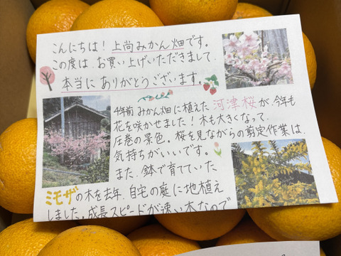 木なり八朔【SM混合】5kg（箱込)