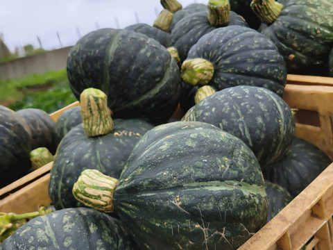 ホクホク！三浦かぼちゃ