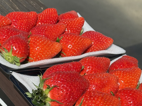 ✨ご褒美いちご✨大粒　【貴重ないちご】310g×2トレー　余り見ない大きさにビックリ✨