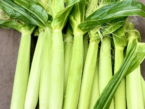 朝採り！！新鮮！栽培期間農薬不使用　ヤングコーン　約80本