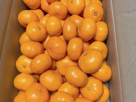 再販！！◇◇2月が旬◇◇　寿太郎みかん(5kg優品)