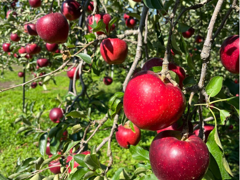 綺麗な秋映 5キロ箱 12～18玉 長野県産