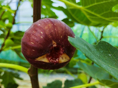 【樹上完熟いちじく！食べ比べ】 バナーネ・桝井ドーフィン１２個（農薬不使用）