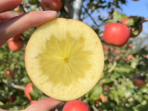 青森県産りんご　葉とらずりんご　高徳（こうとく）りんご　訳アリ【3㎏　8～12個入り】