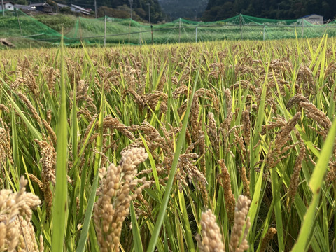 山の湧き水と豊かな自然で農薬•除草剤•化学肥料を使用せずに育ったおいしいお米(いのちの壱)