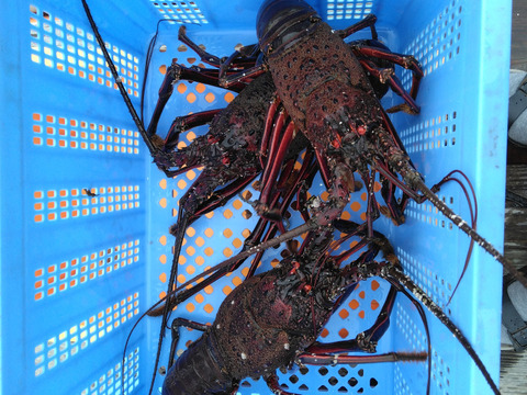 豊後の伊勢エビ