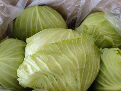 葉がぎっしり！冬キャベツ6個