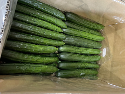 【漬物用】新鮮カリッと！きゅうり小分け１キロ袋✖︎４袋