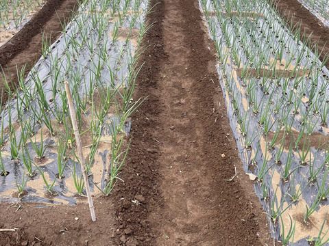 新たまねぎ5kg！