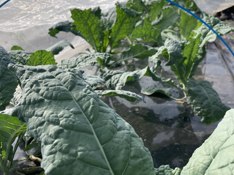 カーリーケール＆カーボロネロ各200g