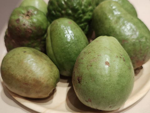 南国リゾート気分が味わえる沖縄産グァバ　(1.5ｋｇ　家庭用）