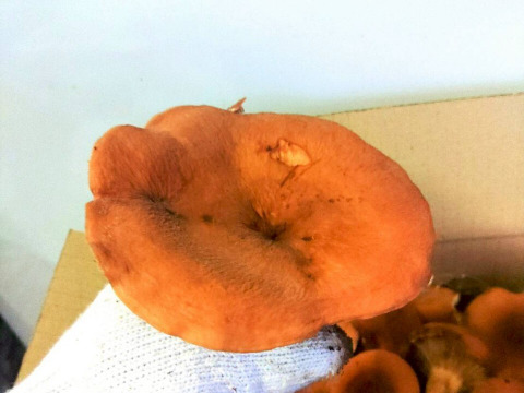 【天然茸】乳茸/チチタケ/チタケ/乳色のエキス濃厚な出汁/500ｇ【特選】