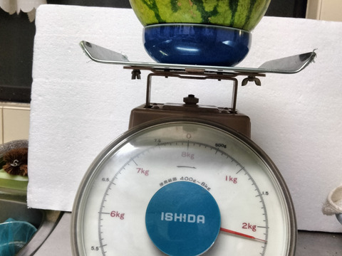 兵庫産 黄金羅王　TVで大人気　中玉スイカ1玉　ご家庭用③