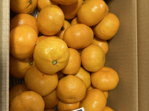 【予約販売】木下さんちのみかん『良品5キロ』