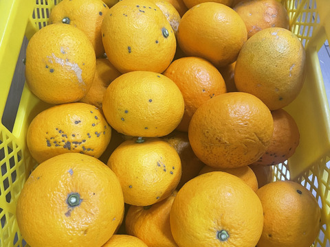 訳あり八朔　農薬を未使用　箱込み4.5キロ以上　(サイズはバラバラ)